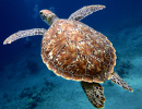 Sea Turtle