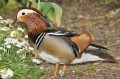 Mandarin Duck