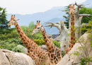 Giraffes in the African Savannah