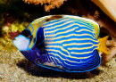 Emperor Angelfish