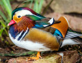 Male Mandarin Duck