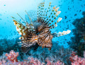 Lionfish