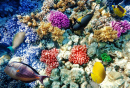 Coral and Fish in the Red Sea