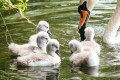 Swan Family in Vancouver, Canada