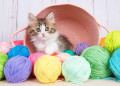 Norwegian Forest Cat Kitten