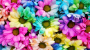 Rainbow Daisies