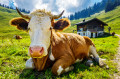 Cow in the Austrian Alps