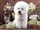 Bichon Frise Dog and Chamomiles