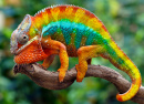 Panther Chameleon