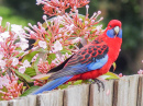 Crimson Rosella on a Backyard Fence