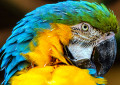 Blue and Yellow Macaw