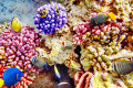 Corals and Tropical Fish