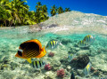 Snorkeling in the Tropical Sea