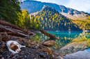 Dog on a Mountain Lake Shore