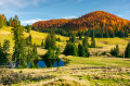 Grassy Meadow in Romania