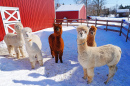 Alpaca Farm in New Jersey