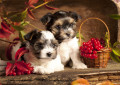 Biewer Terrier Puppies