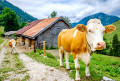 Cow in front of a Bavarian Farmhouse