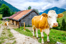 Cow in front of a Bavarian Farmhouse