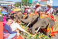 Surin Elephant Round-Up Festival, Thailand