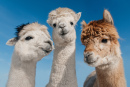 Three Funny Alpacas