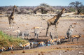 Waterhole with Giraffes and Zebras