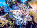 Lionfish in the Red Sea