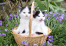 Black and White Kittens