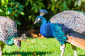 Adult Indian Peafowl