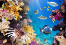 Tropical Fish on a Coral Reef