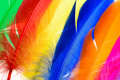 Colorful Feathers