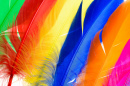 Colorful Feathers