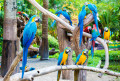 Parrots Perched on a Branch