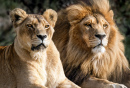 African Lion Couple