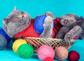 Blue British Shorthair Cat