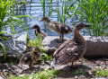 Female Mallard with Three Ducklings