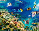 Coral Reefs of Red Sea, Egypt