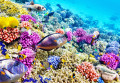 Corals and Tropical Fish