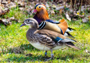 Male and Female Mandarin Ducks