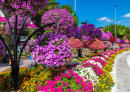 Dubai Miracle Garden, OAE