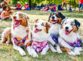 Australian Shepherd Dogs