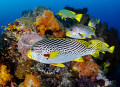 Sweetlips Snappers, Komodo, Indonesia