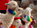 Alpacas in The Sacred Valley, Peru