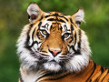 Portrait of a Bengal Tiger