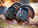 Two Male Turkeys