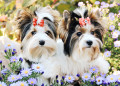 Yorkshire Terriers