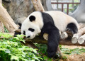 Sleeping Panda in Hong Kong