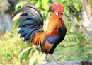 Portrait of a Rooster