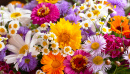 Bouquet of Summer Flowers