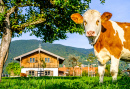 A Cow in the Austrian Alps